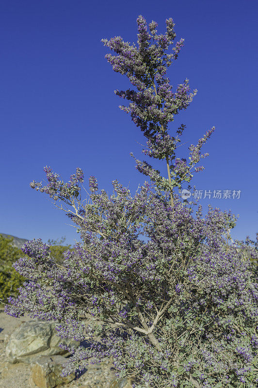 沙漠薰衣草，Condea emoryi或Hyptis emoryi，约书亚树国家公园，加利福尼亚州，莫哈韦沙漠。唇形科。